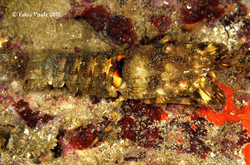 Crostacei in grotta